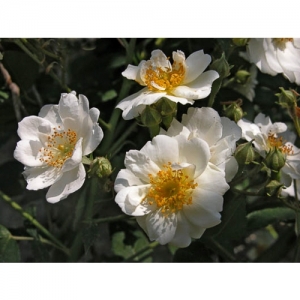 Rosa pimpinellifolia/Str - 0995