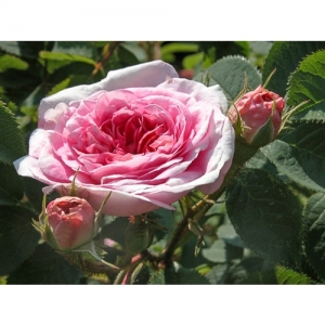 Rose (von Kartause Ittingen) - 1008