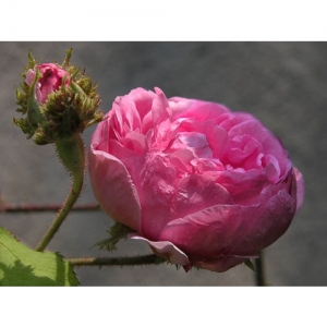 Rosa centifolia Cristata/Str - 1009