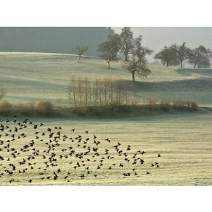 VogelschwarmMöwe - 1126