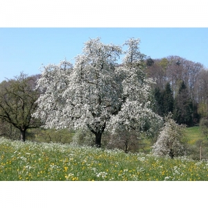 Blühende Obstbäume - 1134