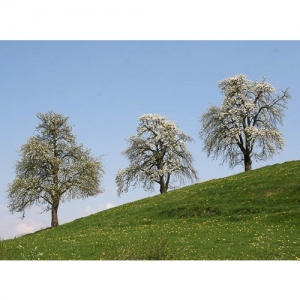 Birnbäume - 1181
