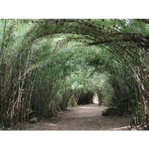 Bambus-Allee - 1376