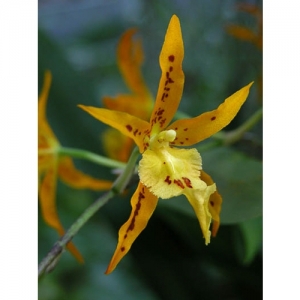 Orchideen - Ada aurantiaca Odm. constrictum - 1500