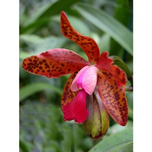 Orchideen - Cattleya - 1501