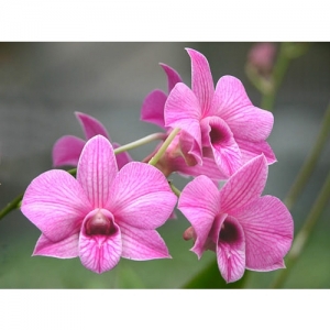 Orchideen - Dendrobium - 1503