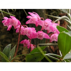 Orchideen - Dendrobium Kingianum - 1504