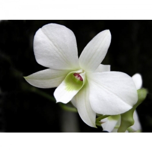 Orchideen - Dendrobium White - 1505