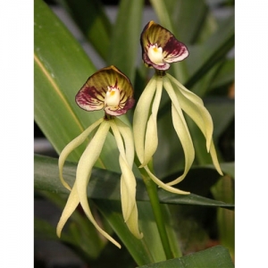 Orchideen - Ada Encyclia cochleata - 1506