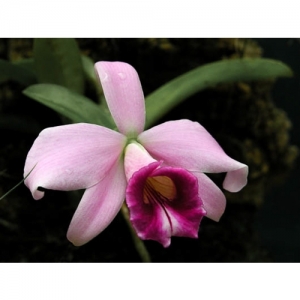 Orchideen - Laelia - 1507