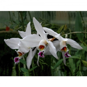 Orchideen - Laelia anceps var. alba - 1508