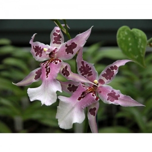 Orchideen - Odontoglossum Hybr. - 1511