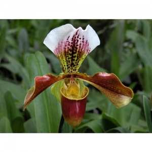 Orchideen - Paphiopedilum capablanca - 1514