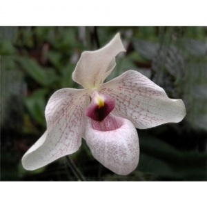 Orchideen - Paphiopedilum delenatii x malipuense - 1515
