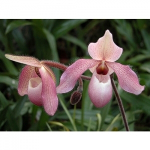 Orchideen - Paphiopedilum glaucophyllum x delenatii - 1516