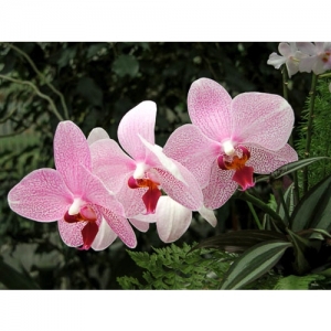 Orchideen - Phalaenopsis - 1518