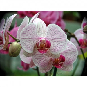 Orchideen - Phalaenopsis - 1519