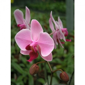 Orchideen - Phalaenopsis - 1520