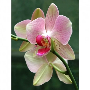 Orchideen - Phalaenopsis - 1521