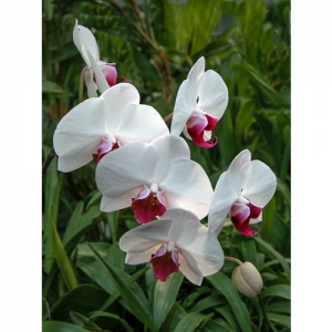 Orchideen - Phalaenopsis - 1523