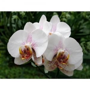 Orchideen - Phalaenopsis - 1524