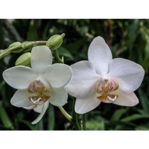 Orchideen - Phalaenopsis - 1525