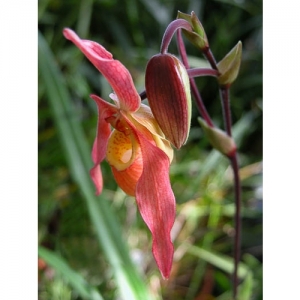 Orchideen - Phragmipedium besseae x pearce - 1526