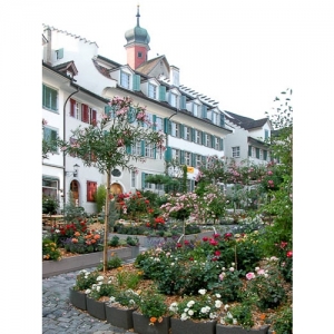 Rosenstadt Bischofszell - Marktgasse - 1764
