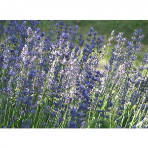 Lavendel - 2206
