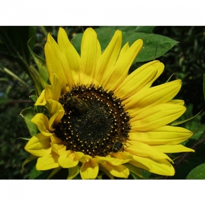 Sonnenblume - 0051