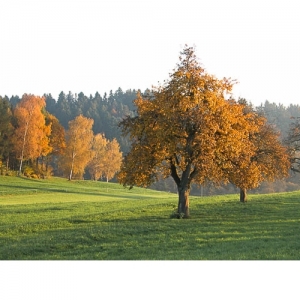 Herbstlandschaft - 2506