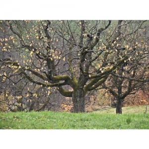 Obstbäume im Herbst - 2512
