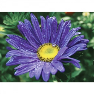 Aster - 0060