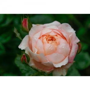 Rose-Paul Ricard TH - 1093