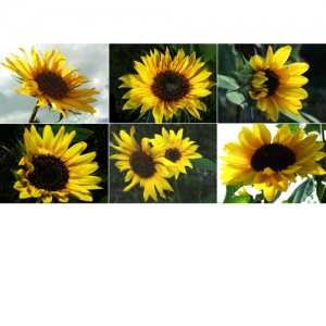 Sonnenblumen - 0001S