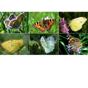 Schmetterlinge - 0002S