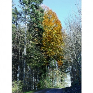 Herbstwald - 0087