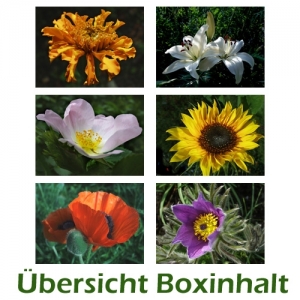 Sechser-Box: Gartenblumen - 0001B-S