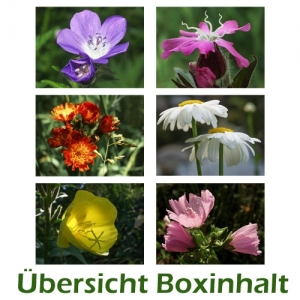 Sechser-Box: Wiesenblumen - 0001C-S