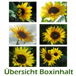 Sechser-Box: Sonnenblumen - 0001F-S
