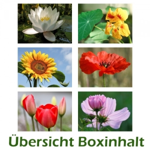 Sechser-Box: Blumen - 0001K-S