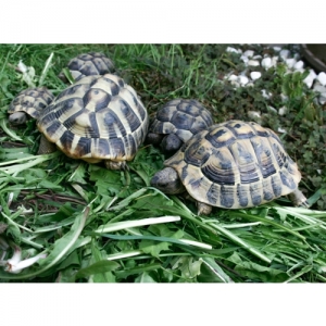 Schildkröten - 2081