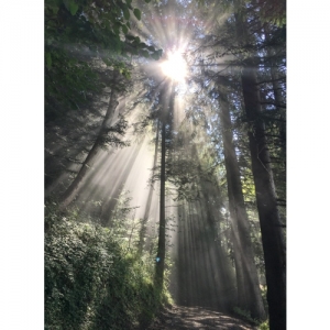 Sonnenstrahlen im Wald - 2565