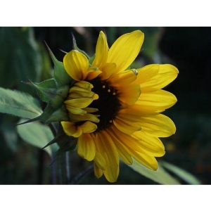 Sonnenblume - 0140
