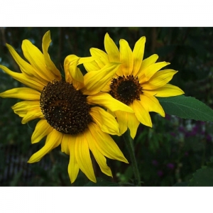 Sonnenblumen - 0142