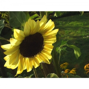 Sonnenblume - 0150