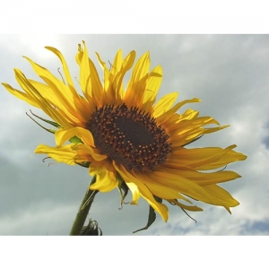 Sonnenblume - 0151