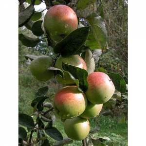 Äpfel - 0169