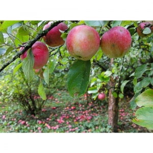 Äpfel - 0189
