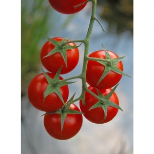 Tomaten - 0194